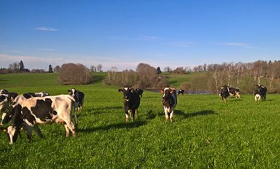 Vaches laitères